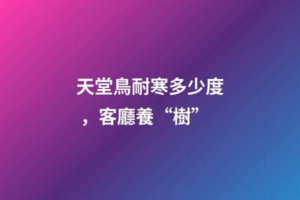 天堂鳥耐寒多少度，客廳養“樹”